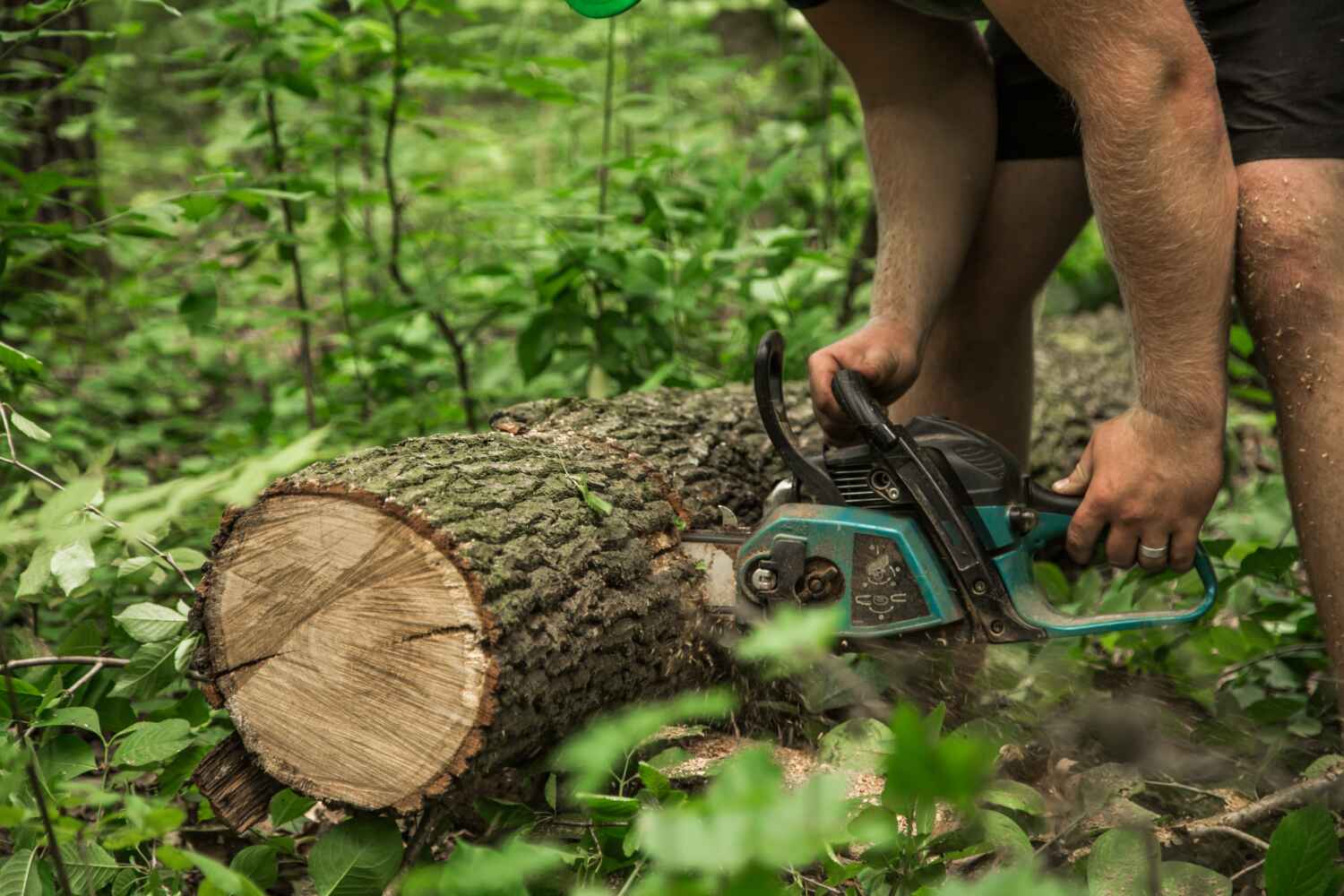 Residential Tree Removal in Upper Grand Lagoon, FL